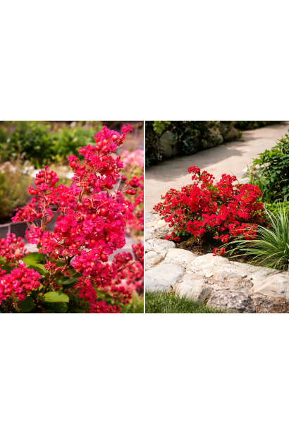 Lagerstroemia indica Petite Red